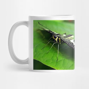 Butterfly Eyes Mug